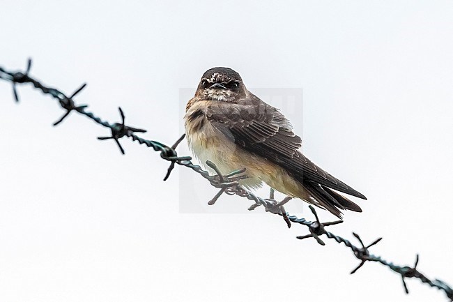 First-winter American Cliff Swallow, Petrochelidon pyrrhonota pyrrhonota) sitting on a wire of airstrip of Corvo, Azores, Portugal. stock-image by Agami/Vincent Legrand,