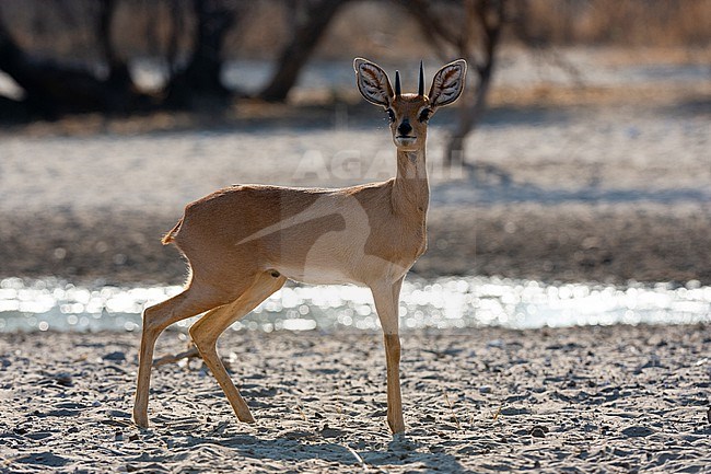 A Steenbok, Raphicerus campestris, looking at the camera. Kalahari, Botswana stock-image by Agami/Sergio Pitamitz,
