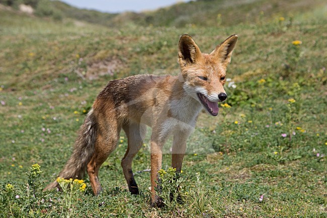 Vos in duingebied; Red fox in dunes stock-image by Agami/Arnold Meijer,
