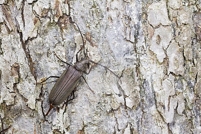 Megopis scabricornis - Körnerbock, Germany, imago, female stock-image by Agami/Ralph Martin,