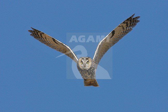 Adult (subspecies tuftsi)
Kern Co., CA
January 2007 stock-image by Agami/Brian E Small,