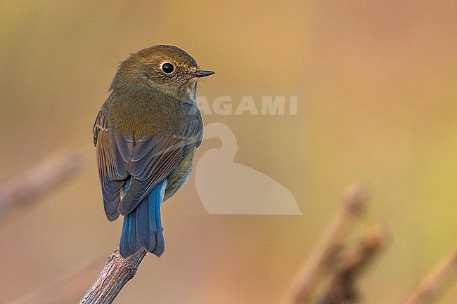 Vrouwtje Blauwstaart; Female Red-flanked Bluetail stock-image by Agami/Daniele Occhiato,