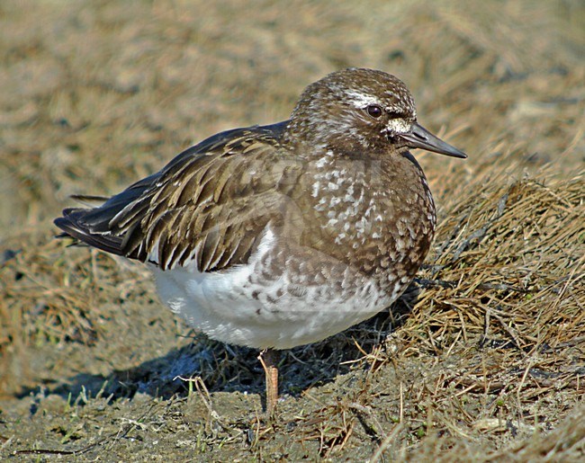 Zwarte Steenloper, Black Turnstone stock-image by Agami/Pete Morris,