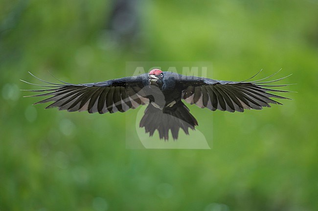 Black woodpecker (Dryocopus martius) in Spain, flying to the next tree against a green background. stock-image by Agami/Marcel Burkhardt,