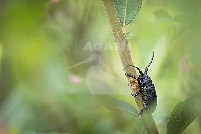 Lamia textor - Weaver beetle - Weberbock, France (Jura), imago stock-image by Agami/Ralph Martin,