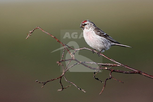 Adult Arctic Redpoll (Acanthis hornemanni exilipes) perched on small twigs. stock-image by Agami/Chris van Rijswijk,