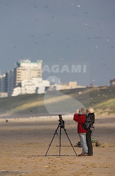 Birdwatching on the coast Katwijk Netherlands; Vogels kijken langs de kust bij Katwijk Nederland stock-image by Agami/Marc Guyt,