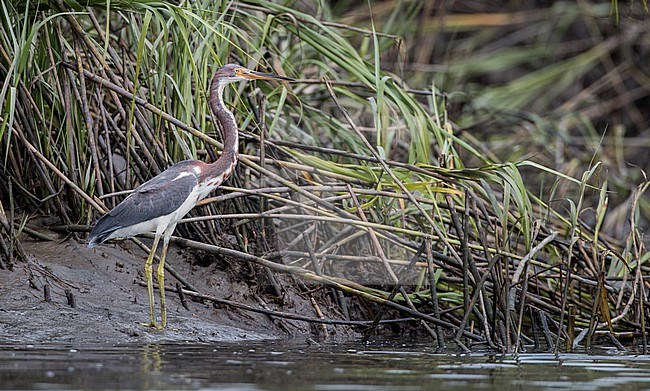 Tricolored Heron (Egretta tricolor) foraging stock-image by Agami/Ian Davies,