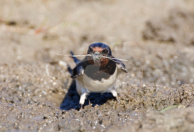Boerenzwaluw modder verzamelend voor zijn nest; Barn Swallow gathering mud for its nest stock-image by Agami/Marc Guyt,