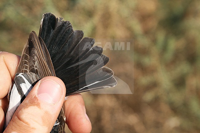 Second calendar year male Collared Flycatcher (Ficedula albicollis) caught in Eilat, Israel. Showing tail feathers. stock-image by Agami/Christian Brinkman,