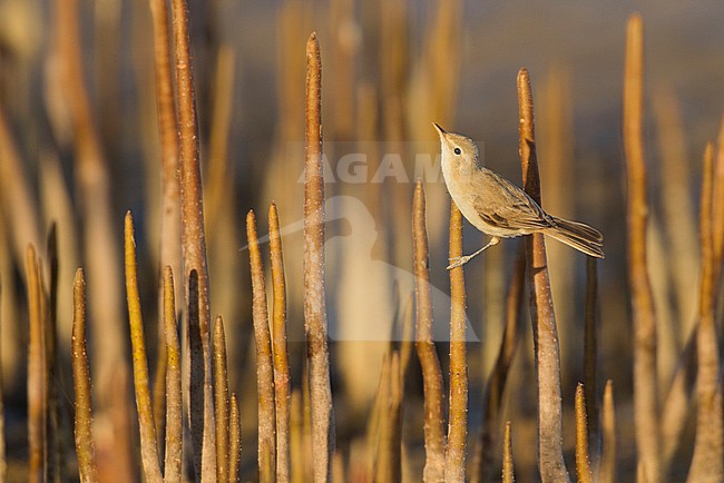 Oostelijke Vale Spotvogel (ondersoort alulensis) in mangrove in Egypte; Eastern Olivaceous Warbler (subspecies alulensis) in Egyptian mangrove stock-image by Agami/David Monticelli,