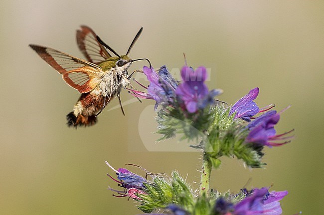 Hemaris fuciformis - Broad-bordered bee hawk-moth - Hummelschwärmer, Germany (Baden-Württemberg), imago stock-image by Agami/Ralph Martin,