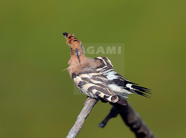 Eurasian Hoopoe (Upupa epops epops) during spring in Hungary. stock-image by Agami/Marc Guyt,