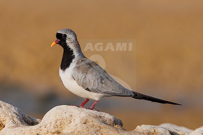 Namaqua Dove (Oena capensis) taken the 03/03/2023 at Thumrait - Oman. stock-image by Agami/Nicolas Bastide,