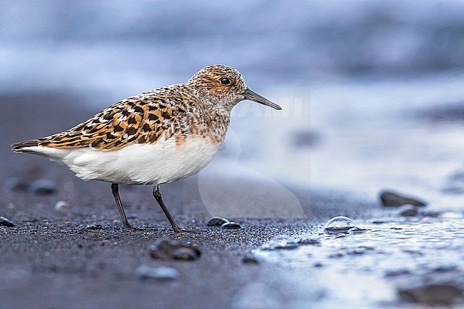 Sanderling (Calidris alba) in summer plumage along the coast of Iceland. stock-image by Agami/Daniele Occhiato,