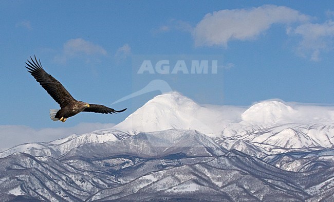 Zeearend adult vliegend; White-tailed Eagle adult in flight stock-image by Agami/Markus Varesvuo,
