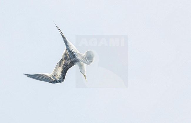 Great Crested Tern (Thalasseus bergii cristatus) at sea in the Pacific Ocean, around the Solomon Islands. Diving for fish. stock-image by Agami/Marc Guyt,
