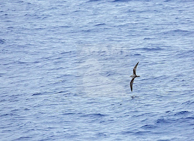 Juan Fernandez petrel, Pterodroma externa. Photographed during a Pitcairn Henderson and The Tuamotus expedition cruise. stock-image by Agami/Pete Morris,