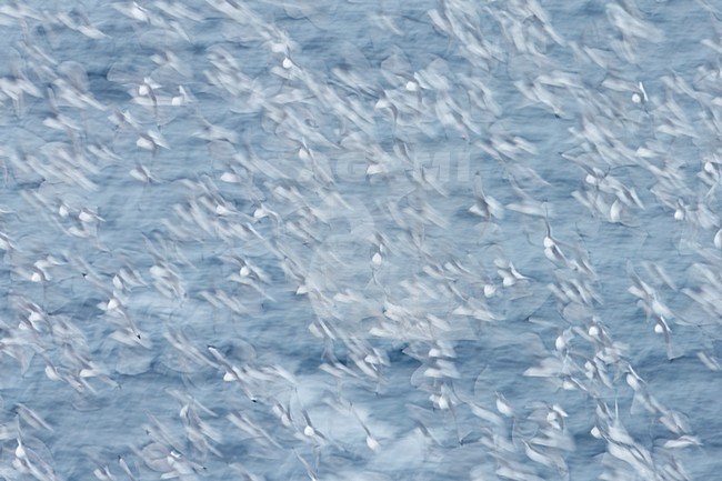 Drieteenmeeuwen in vlucht, Black-legged Kitiwakes in flight stock-image by Agami/Markus Varesvuo,