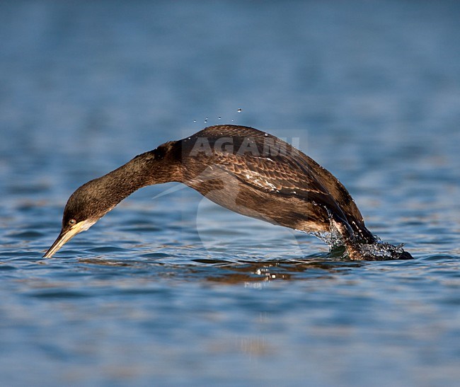 Duikende Kuifaalscholver in de haven van West-Terschelling; European Shag diving in the harbour of a Dutch Waddenisland stock-image by Agami/Arie Ouwerkerk,