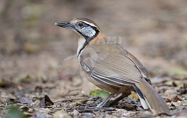 Greater necklaced Laughingthrush (Pterorhinus pectoralis) not native and perched on the ground stock-image by Agami/Ian Davies,