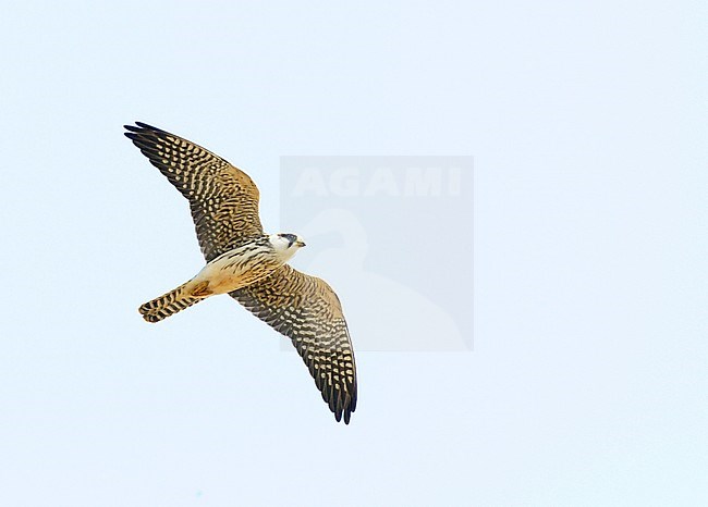 Roodpootvalk;Red-footed Falcon;Falco vespertinus; stock-image by Agami/Hans Gebuis,