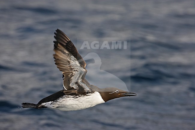 Common Guillemot adult flying; Zeekoet volwassen vliegend stock-image by Agami/Markus Varesvuo,