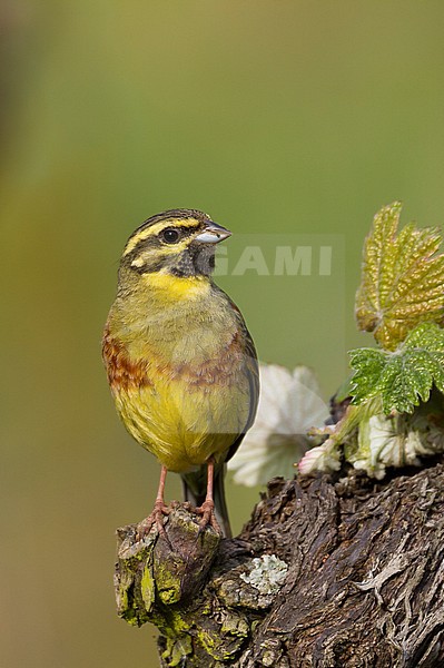 Adult male Cirl Bunting (Emberiza cirlus) in a vineyard in Germany. stock-image by Agami/Ralph Martin,