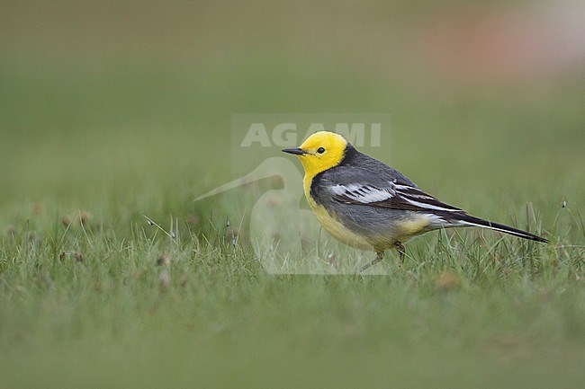 Citrine Wagtail (Motacilla citreola citreola), Russia (Baikal), adult, male stock-image by Agami/Ralph Martin,