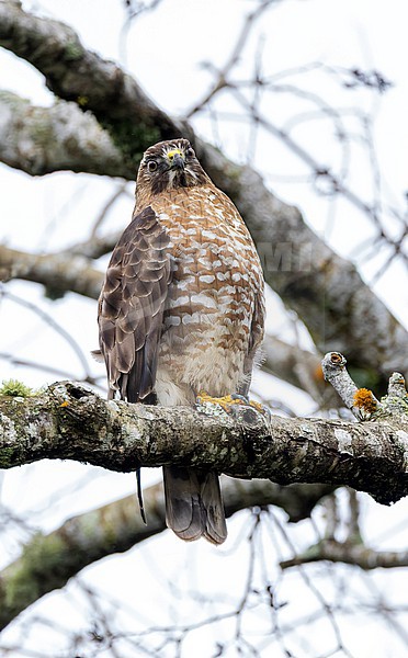 Broad-winged Hawk (Buteo platypterus) perched on a branch stock-image by Agami/Roy de Haas,