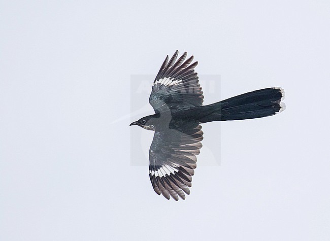 Levaillant's cuckoo (Clamator levaillantii) in South Africa. stock-image by Agami/Pete Morris,