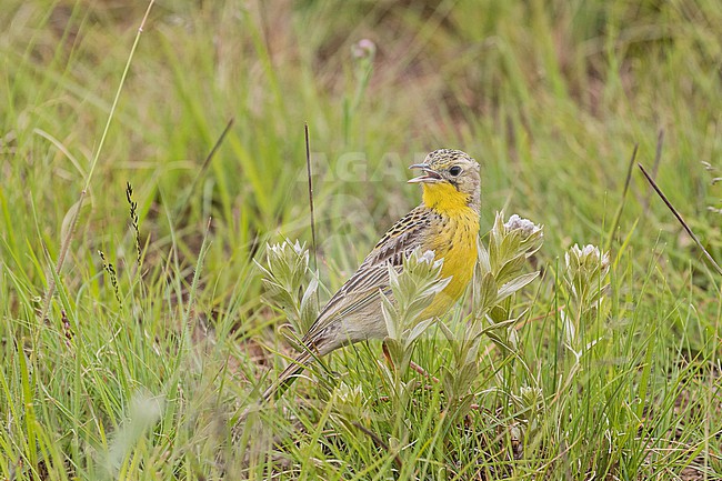 Yellow-breasted Pipit (Anthus chloris) in South Africa. stock-image by Agami/Pete Morris,