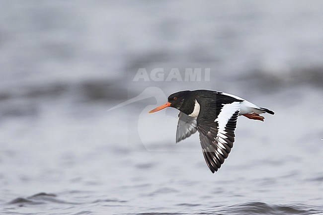 Eurasian Oystercatcher - Austernfischer - Haematopus ostralegus ssp. ostralegus, Great Britain, adult stock-image by Agami/Ralph Martin,