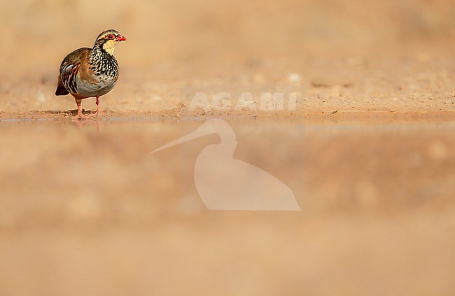 Red-legged partridge; Alectoris rufa stock-image by Agami/Wil Leurs,
