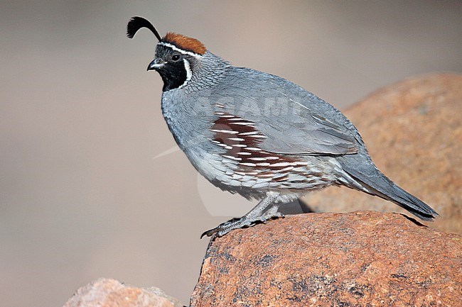 Adult male
Pima Co., AZ
April 2009 stock-image by Agami/Brian E Small,