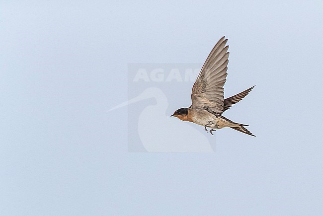 Welcome swallow (Hirundo neoxena) in flight in New Zealand. stock-image by Agami/Marc Guyt,