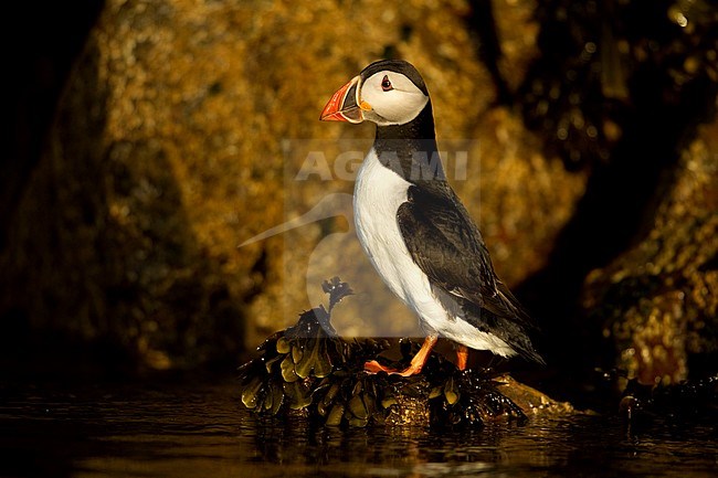 Papegaaiduiker, Atlantic Puffin stock-image by Agami/Danny Green,