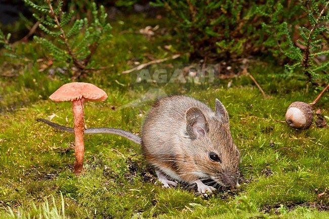 Foeragerende Bosmuis; Foraging Wood Mouse stock-image by Agami/Theo Douma,