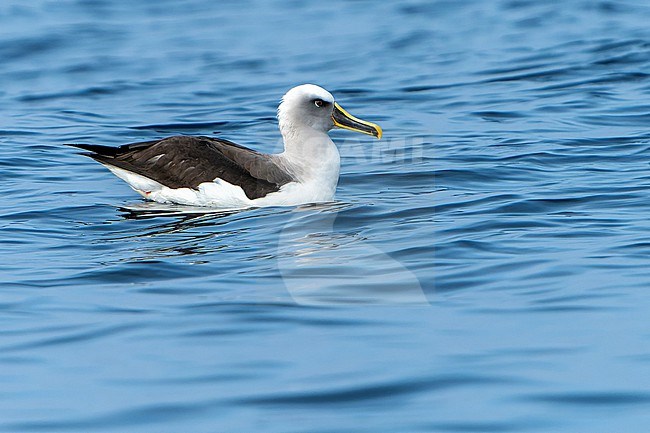 Swimming adult Buller's albatross (Thalassarche bulleri) at sea off Chile. stock-image by Agami/Dani Lopez-Velasco,