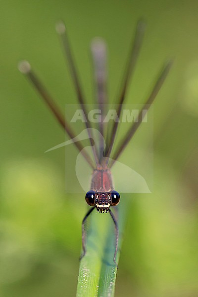 Copper Demoiselle, Adult female perched, Campania, Italy (Calopteryx haemorrhoidalis) stock-image by Agami/Saverio Gatto,