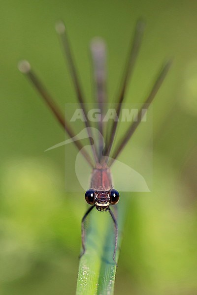 Copper Demoiselle, Adult female perched, Campania, Italy (Calopteryx haemorrhoidalis) stock-image by Agami/Saverio Gatto,