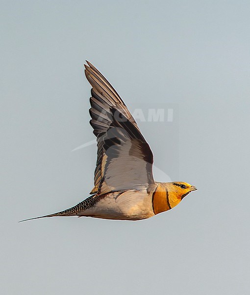 Male Pin-tailed Sandgrouse (Pterocles alchata) in steppes near Belchite in Spain. stock-image by Agami/Marc Guyt,