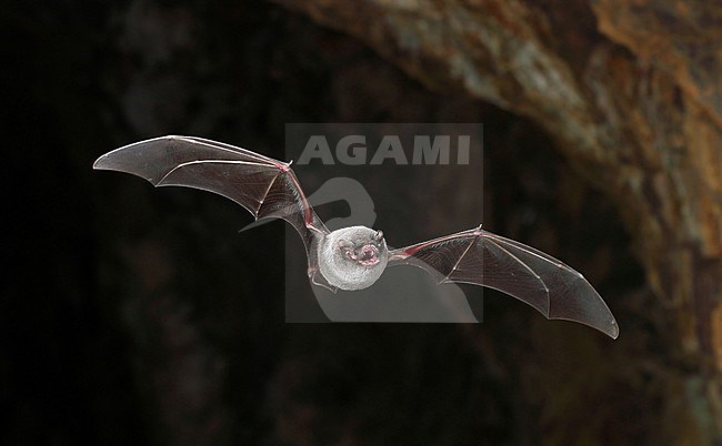 Common bent-wing bat (Miniopterus schreibersii) flying out of a cave at La Londe-les-Maures in France. Also known as Schreibers's long-fingered bat. stock-image by Agami/Aurélien Audevard,