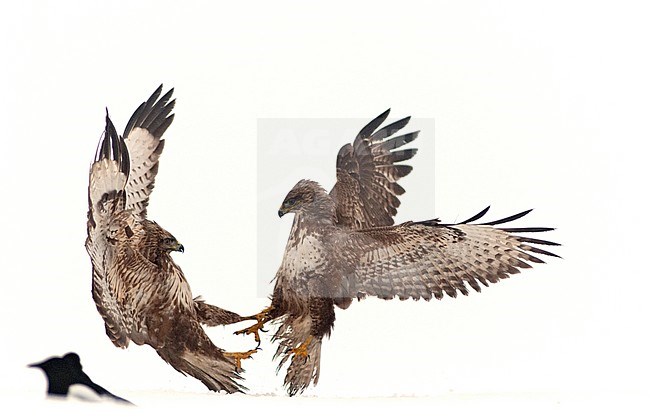 Buizerds vechtend in sneeuw; Common Buzzards fighting in snow stock-image by Agami/Bence Mate,