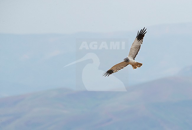 Adult male Malagasy Harrier (Circus macrosceles) in flight over rural landscape in northern part of the island. Also known as the Madagascar Harrier. stock-image by Agami/Marc Guyt,