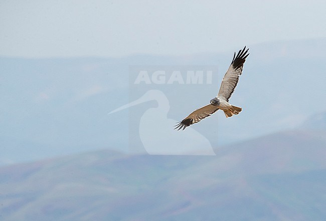 Adult male Malagasy Harrier (Circus macrosceles) in flight over rural landscape in northern part of the island. Also known as the Madagascar Harrier. stock-image by Agami/Marc Guyt,