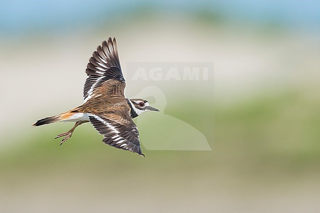 Adult
Galveston Co., TX
May 2023 stock-image by Agami/Brian E Small,