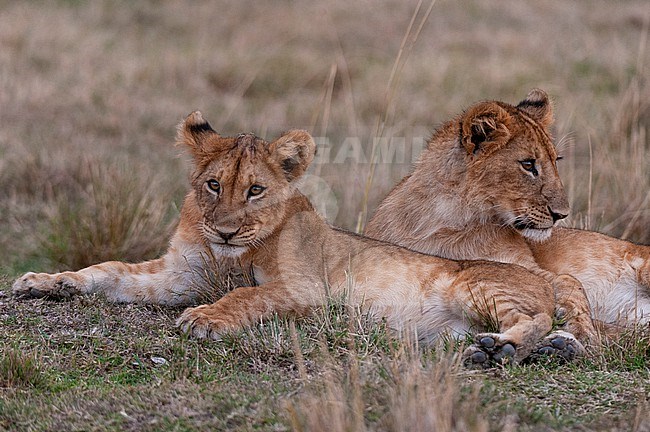 Two young lions, Panthera leo, resting. Masai Mara National Reserve, Kenya. stock-image by Agami/Sergio Pitamitz,
