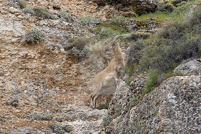 Bezoar ibex (Capra aegagrus aegagrus), a wild goat subspecies. Its range is the montane forested areas in the Caucasus and the Zagros Mountains. stock-image by Agami/Pete Morris,