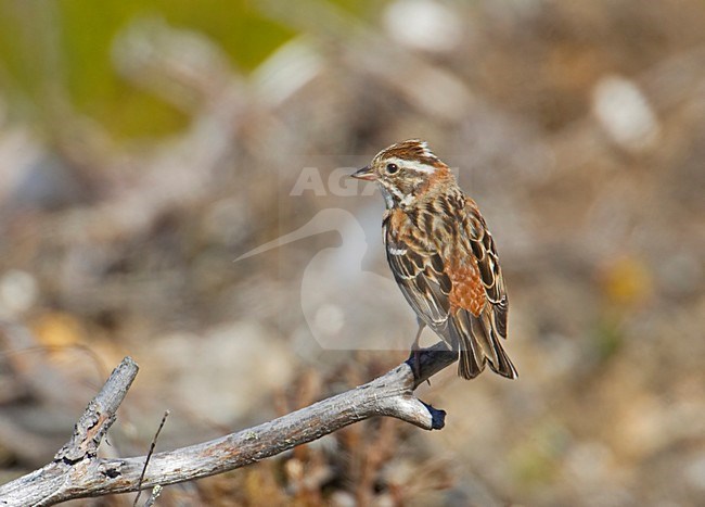 Volwassen vrouwtje Bosgors; Adult female Rustic Bunting stock-image by Agami/Markus Varesvuo,